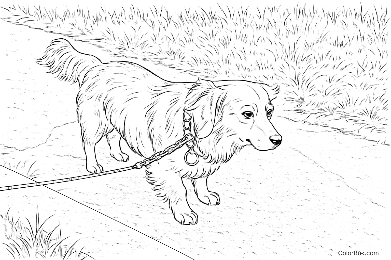 Creative Arts and Crafts Detailed coloring page illustration of a golden retriever dog on a pathway with grass.